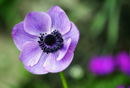盛开的紫色海葵花的选择性聚焦摄影 · 免费素材图片