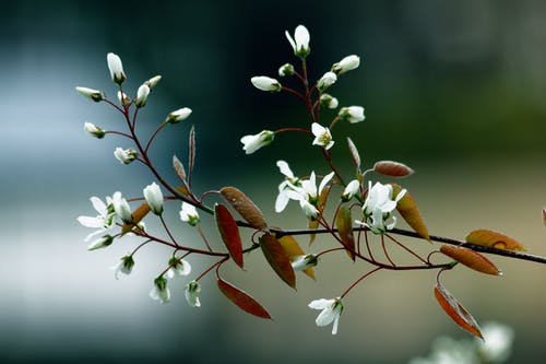 白色花瓣花 · 免费素材图片