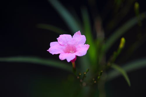 粉色墨西哥矮牵牛花选择性聚焦摄影 · 免费素材图片