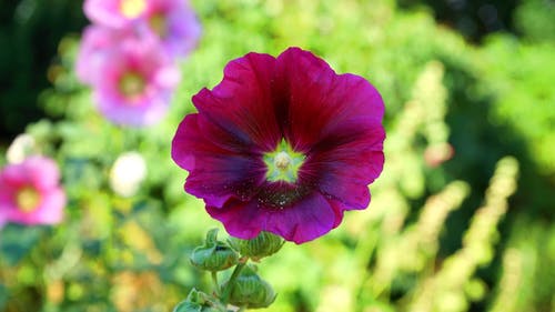盛开的紫色蜀葵花的选择性聚焦摄影 · 免费素材图片