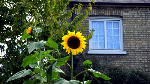 黄色和黑色的向日葵盛开在布朗砖房附近 · 免费素材图片