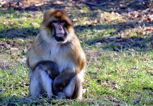 猴子的浅焦点摄影 · 免费素材图片