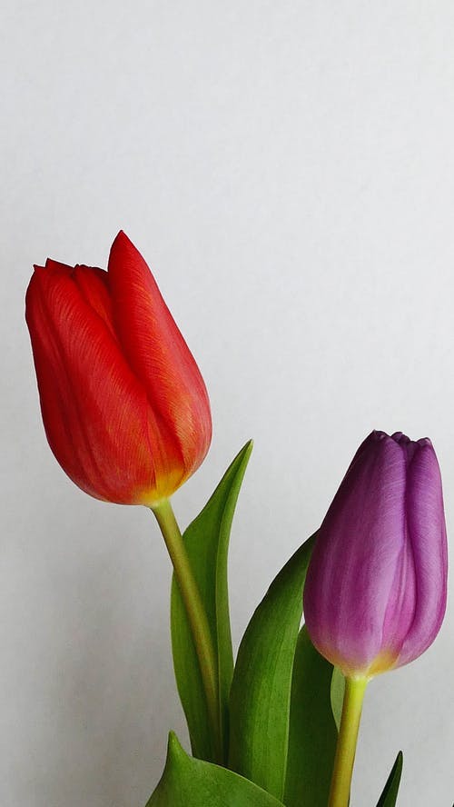 红色和紫色的郁金香 · 免费素材图片