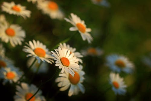 近摄镜头的雏菊 · 免费素材图片