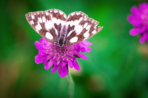 白棕色蝴蝶栖息在紫色的小花 · 免费素材图片