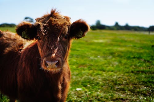 白天在绿色草坪上的棕色牛 · 免费素材图片
