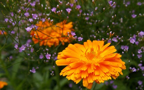 橙色花瓣花 · 免费素材图片