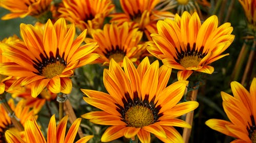 橙色和黄色的杂色菊鲜花的特写照片 · 免费素材图片