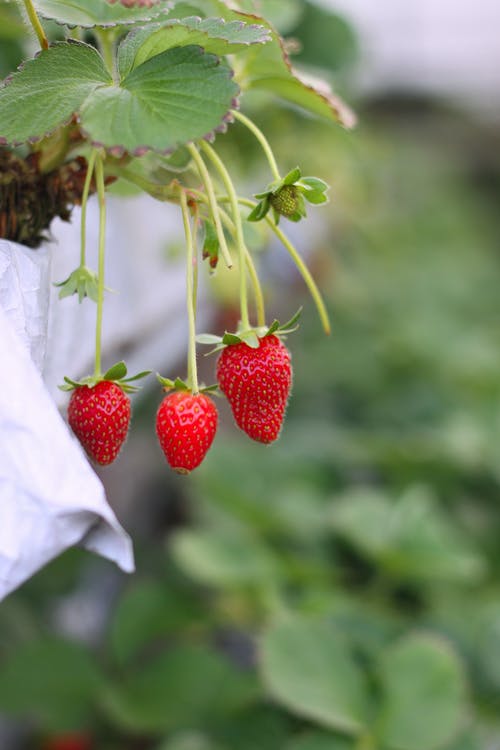 草莓选择性聚焦照片 · 免费素材图片
