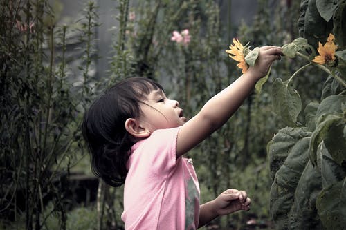 摘花的女孩 · 免费素材图片