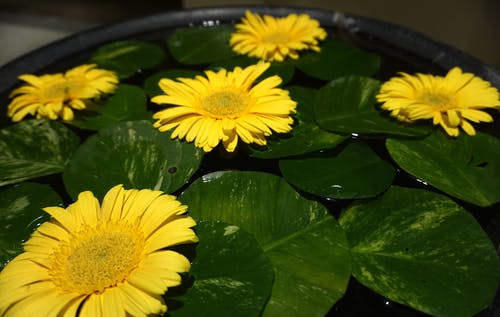 黄色的花朵与荷花豆荚放在黑盆 · 免费素材图片