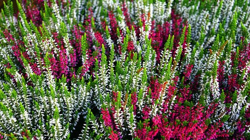 绿色和粉红色的花朵 · 免费素材图片
