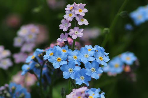蓝色和紫色的花朵 · 免费素材图片