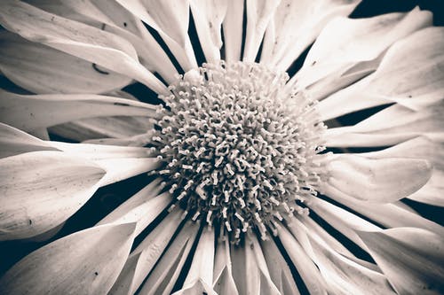 勺子雏菊的灰度照片 · 免费素材图片