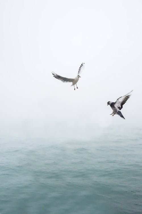 鸽子和海鸥飞过水面 · 免费素材图片