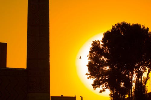 鸟飞过树与日落背景的剪影摄影 · 免费素材图片