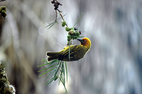 韦弗栖息在树枝上的选择性聚焦摄影 · 免费素材图片