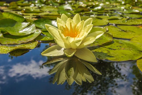 黄色的花瓣花 · 免费素材图片