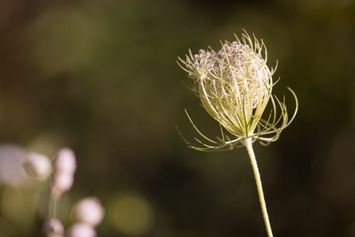 蒲公英的浅焦点照片 · 免费素材图片