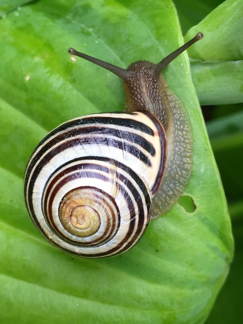 绿色的叶子上的白色黑色和棕色蜗牛 · 免费素材图片