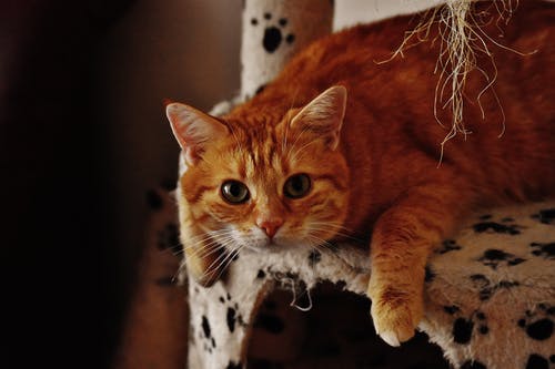 扶手椅上的橙色虎斑猫 · 免费素材图片