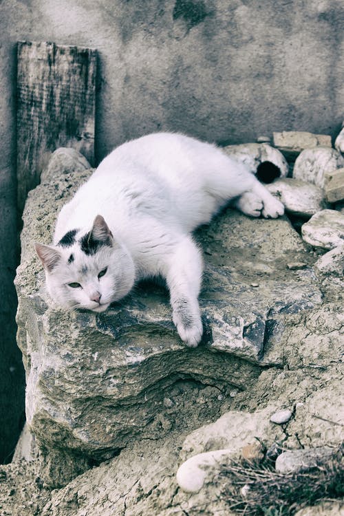 躺在灰色的岩石上的猫 · 免费素材图片