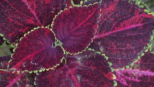 红叶植物 · 免费素材图片