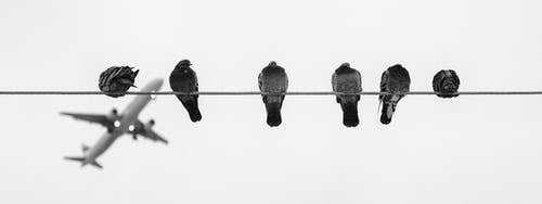 白天电线上的黑色和灰色鸟 · 免费素材图片