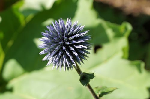 蓝色花瓣的花朵特写摄影 · 免费素材图片