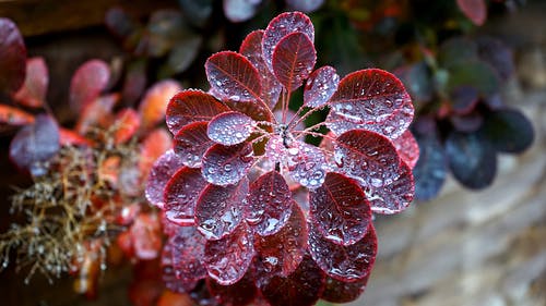 红叶的植物特写摄影 · 免费素材图片
