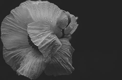 罂粟与露珠的灰度照片 · 免费素材图片