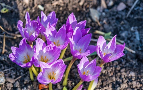 紫色的花 · 免费素材图片