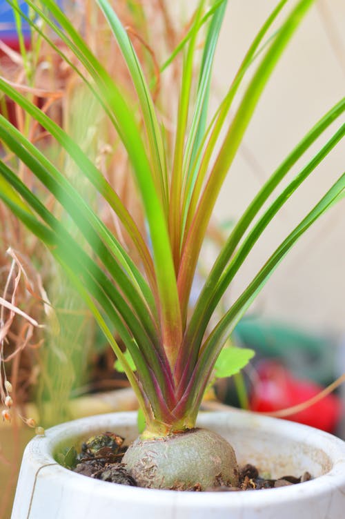 植物特写 · 免费素材图片