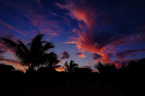 日落时的绿色棕榈树 · 免费素材图片