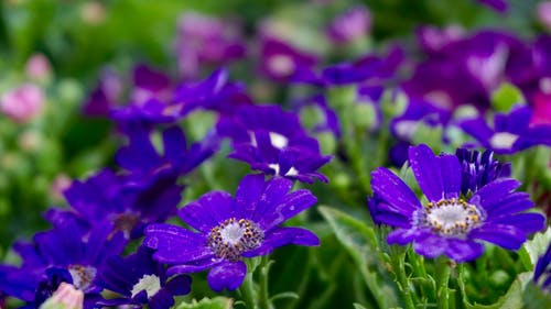 紫色雏菊花场 · 免费素材图片