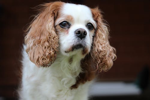 布伦海姆骑士国王查尔斯宾格犬的特写摄影 · 免费素材图片