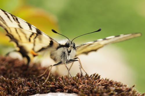 东部老虎燕尾蝴蝶在棕色植物上的宏观照片 · 免费素材图片