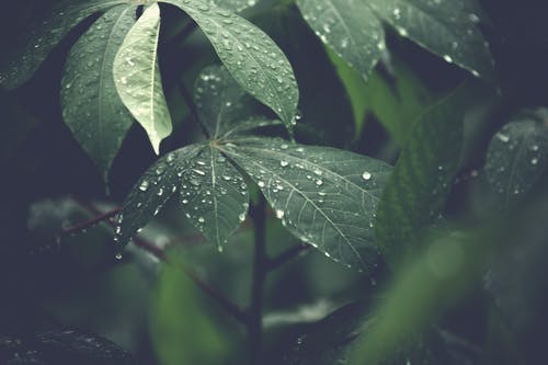 露水植物的选择性聚焦摄影 · 免费素材图片