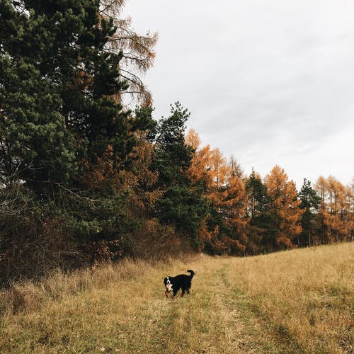 站在森林里的短毛的黑白狗 · 免费素材图片