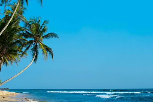 面对大海的棕榈树 · 免费素材图片