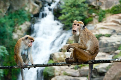 两只棕色的猴子的选择性聚焦摄影 · 免费素材图片