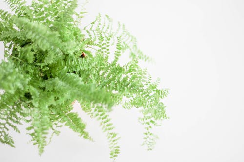 绿色波士顿蕨植物 · 免费素材图片