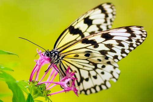 蝴蝶授粉花的特写镜头 · 免费素材图片