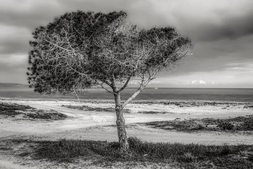 天空海滩上的树 · 免费素材图片