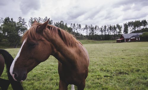 马对天空景观 · 免费素材图片