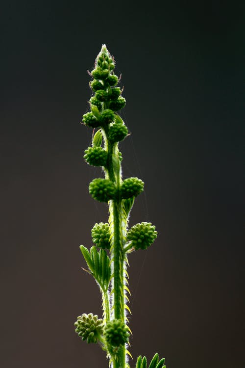 绿叶植物 · 免费素材图片