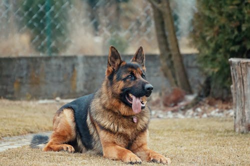 躺在地上的成年德国牧羊犬 · 免费素材图片