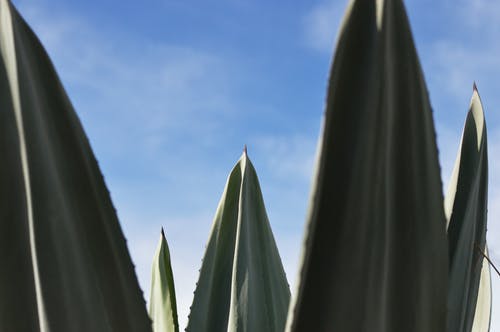 绿色的长叶植物特写摄影 · 免费素材图片