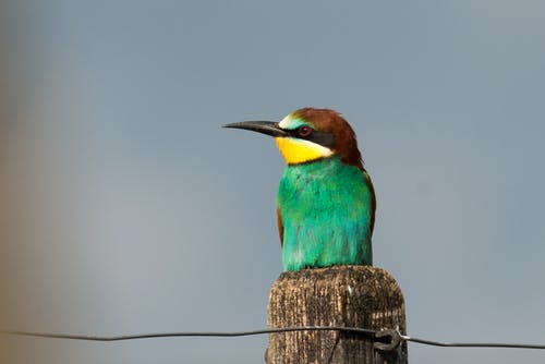 绿色和棕色的鸟栖息在棕杆上 · 免费素材图片