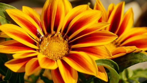 黄色的花瓣花的特写摄影 · 免费素材图片